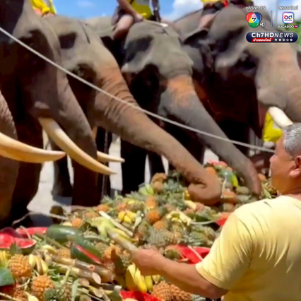 พิธีโบราณทำขวัญช้างและตัดงา เพื่อขอขมาลาโทษช้าง บ้านเหมช้าง