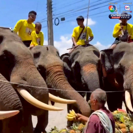 พิธีโบราณทำขวัญช้างและตัดงา เพื่อขอขมาลาโทษช้าง บ้านเหมช้าง