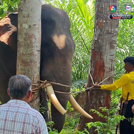 พิธีโบราณทำขวัญช้างและตัดงา เพื่อขอขมาลาโทษช้าง บ้านเหมช้าง