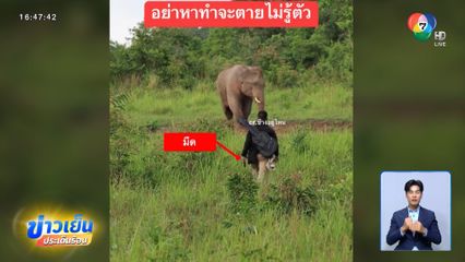อย่าหาทำ ! ชายคลั่ง รังควานช้างป่า