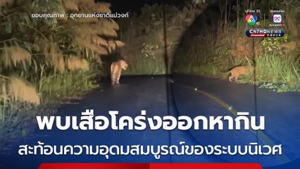 พบเสือโคร่งออกหากิน สะท้อนความอุดมสมบูรณ์ของระบบนิเวศ