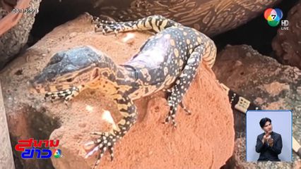 ลูซี่ ตัวเงินตัวทอง มาให้โชค