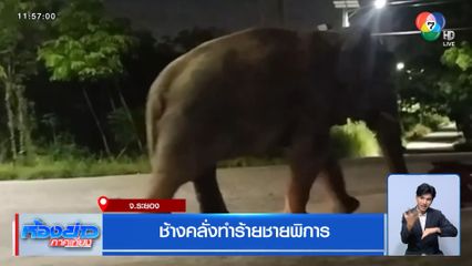 ช้างคลั่งทำร้ายชายพิการ