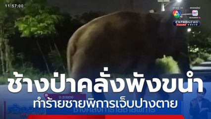 ช้างคลั่งทำร้ายชายพิการ