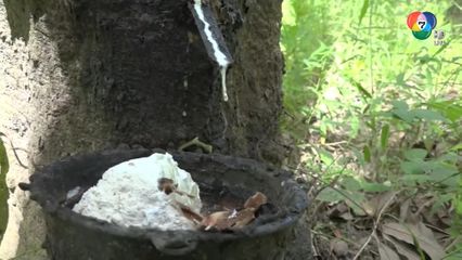 ประกาศเลื่อนกรีดยางพารา 1 เดือน