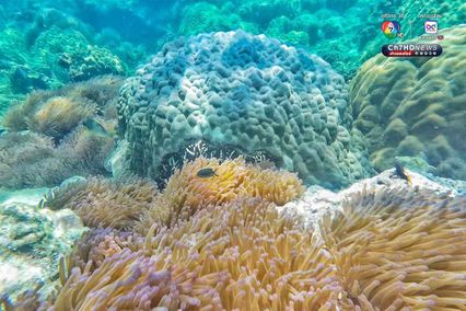 ดำดิ่งสู่สวรรค์ ใต้ท้องทะเลชุมพร