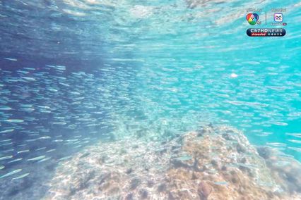 ดำดิ่งสู่สวรรค์ ใต้ท้องทะเลชุมพร