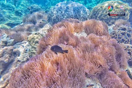 ดำดิ่งสู่สวรรค์ ใต้ท้องทะเลชุมพร