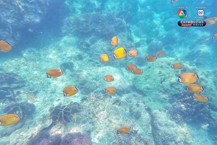 ดำดิ่งสู่สวรรค์ ใต้ท้องทะเลชุมพร