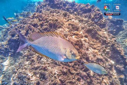 ดำดิ่งสู่สวรรค์ ใต้ท้องทะเลชุมพร