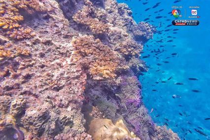 ดำดิ่งสู่สวรรค์ ใต้ท้องทะเลชุมพร