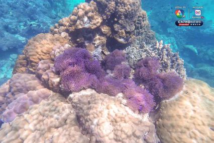 ดำดิ่งสู่สวรรค์ ใต้ท้องทะเลชุมพร