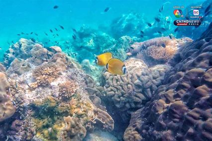 ดำดิ่งสู่สวรรค์ ใต้ท้องทะเลชุมพร