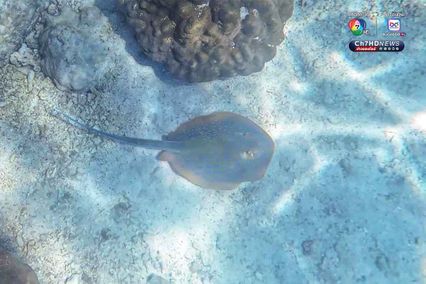 ดำดิ่งสู่สวรรค์ ใต้ท้องทะเลชุมพร