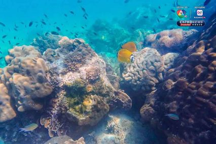 ดำดิ่งสู่สวรรค์ ใต้ท้องทะเลชุมพร