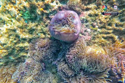 ดำดิ่งสู่สวรรค์ ใต้ท้องทะเลชุมพร