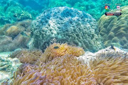 ดำดิ่งสู่สวรรค์ ใต้ท้องทะเลชุมพร