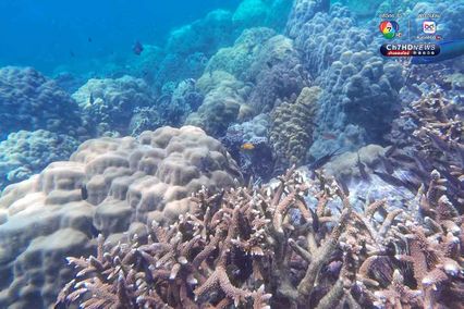 ดำดิ่งสู่สวรรค์ ใต้ท้องทะเลชุมพร