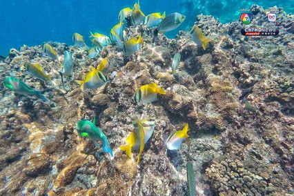 ดำดิ่งสู่สวรรค์ ใต้ท้องทะเลชุมพร