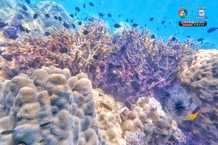 ดำดิ่งสู่สวรรค์ ใต้ท้องทะเลชุมพร