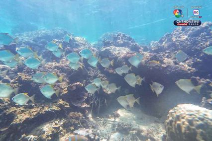 ดำดิ่งสู่สวรรค์ ใต้ท้องทะเลชุมพร