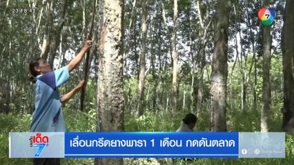 เลื่อนกรีดยางพารา 1 เดือน กดดันตลาด