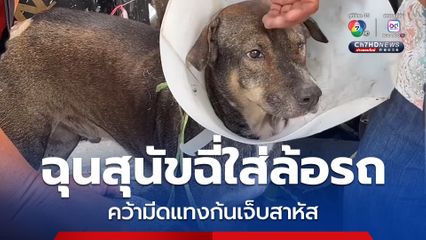 เจ้าของรถฉุนสุนัขฉี่ใส่ล้อรถ คว้ามีดแทงก้นสุนัข บาดเจ็บสาหัส