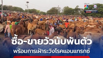 ซื้อ-ขายวัวนับพันตัว พร้อมการเฝ้าระวังโรคแอนแทรกซ์