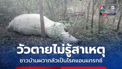 วัวตายไม่ทราบสาเหตุ ชาวบ้านผวากลัวเป็นโรคแอนแทรกซ์