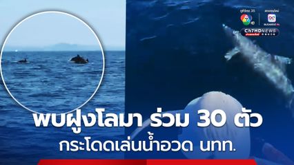 ฝูงโลมาร่วม 30 ตัว กระโดดเล่นน้ำอวดโฉมนักท่องเที่ยว 