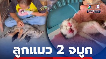 แปลก! แมวออกลูก 5 ตัว พบ 1 ตัว มี 2 จมูก