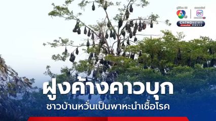 ชาวบ้านหวั่นเป็นพาหะนำเชื้อโรค ค้างคาวนับพันบุกซอยนาเกลือพัทยา 