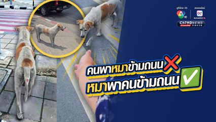 สรุปคนพาหมาข้ามถนน หรือหมาพาคนข้ามถนน