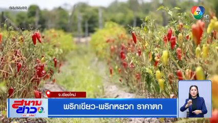 พริกเขียว-พริกหยวก ราคาตก