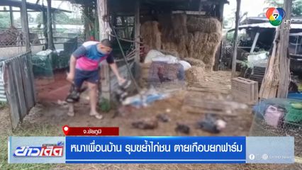 หมาเพื่อนบ้าน รุมขย้ำไก่ชน ตายเกือบยกฟาร์ม