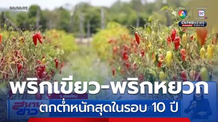 พริกเขียว-พริกหยวก ราคาตก