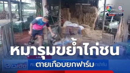 หมาเพื่อนบ้าน รุมขย้ำไก่ชน ตายเกือบยกฟาร์ม
