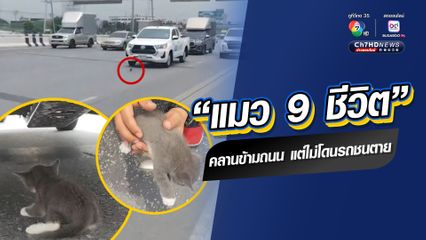 “แมว 9 ชีวิต” คลานข้ามถนน แต่ไม่โดนรถชนตาย