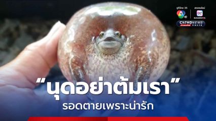 รอดตายเพราะความน่ารัก!  อึ่งกระโดนตัวกลมดิ๊ก จนแม่ค้าต้องปล่อยไว้ชีวิต