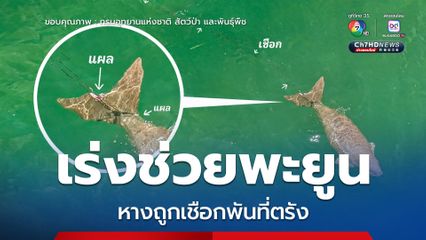 เร่งช่วยพะยูนหางถูกเชือกพันที่ตรัง วาง 3 แนวทางช่วยเหลือด่วน