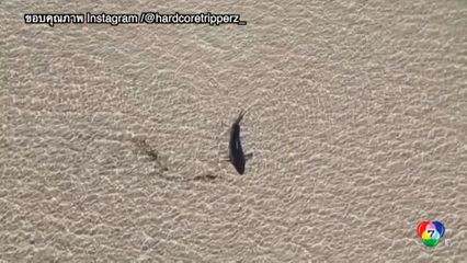 พลเมืองดีช่วยฉลามเกยตื้นกลับสู่ทะเล ที่ออสเตรเลีย