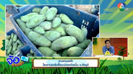 ชาวสวนเศร้า โรงงานงดรับซื้อมะม่วงแก้วขมิ้น จ.ชัยภูมิ