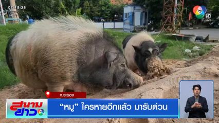 หมู ใครหายอีกแล้ว มารับด่วน จ.ระยอง