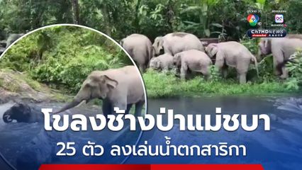 โขลงช้างป่าแม่ชบา 25 ตัว พากันลงเล่นน้ำตกสาริกา 