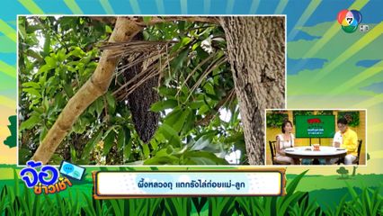 ผึ้งหลวงดุ แตกรังไล่ต่อยแม่-ลูก