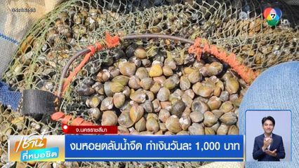 งมหอยตลับน้ำจืด ทำเงินวันละ 1,000 บาท