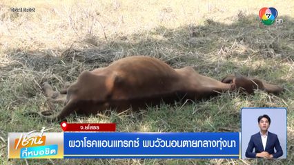 ผวาโรคแอนแทรกซ์ พบวัวนอนตายกลางทุ่งนา