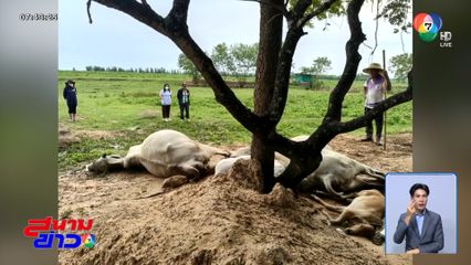 สลด ฟ้าผ่าวัวตาย 4 ตัว เจ้าของรอดหวุดหวิด