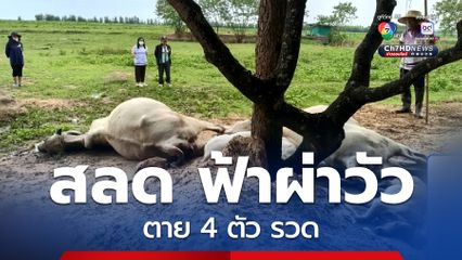 สลด ฟ้าผ่าวัวตาย 4 ตัว เจ้าของรอดหวุดหวิด
