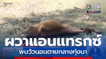 ผวาโรคแอนแทรกซ์ พบวัวนอนตายกลางทุ่งนา